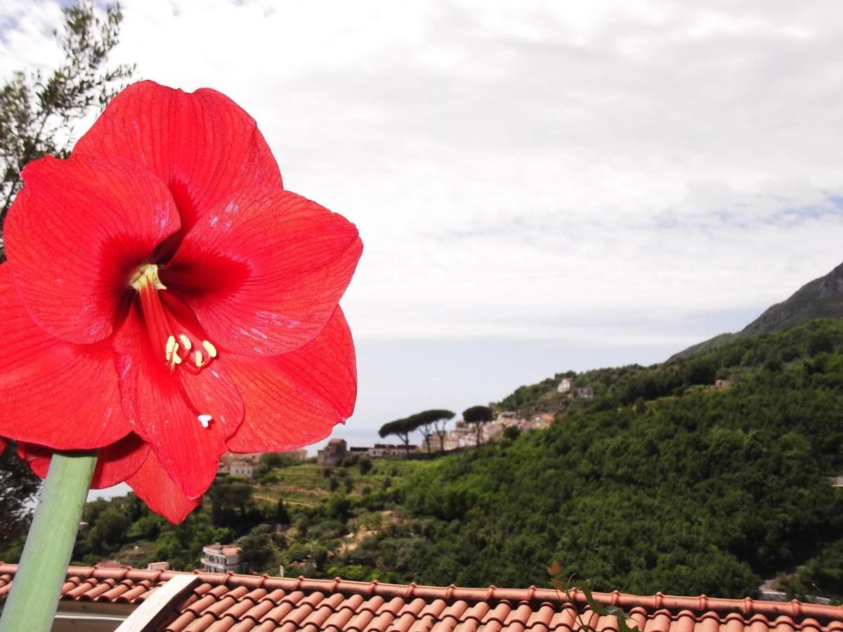 Le Mimose Villa Vietri Eksteriør bilde