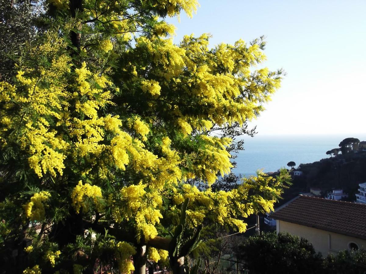 Le Mimose Villa Vietri Eksteriør bilde